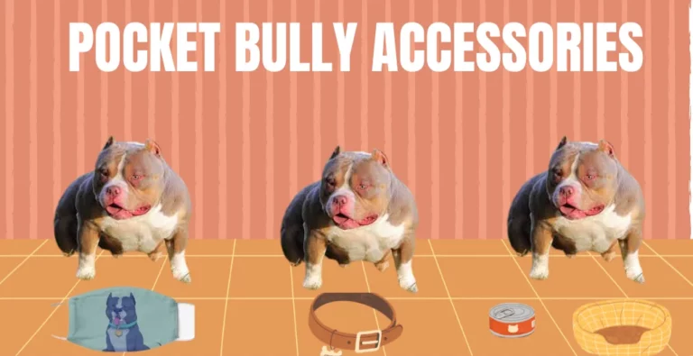 Pocket Bully Accessories: Enhance Your Dog’s Personality!