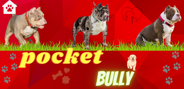 Pocket Bully