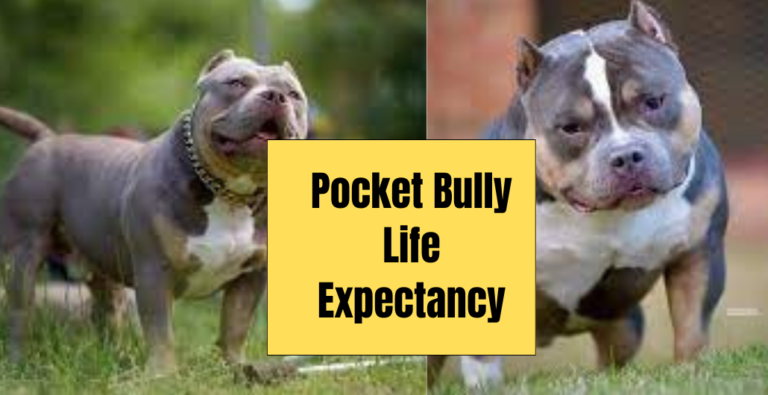 Pocket Bully Life Expectancy: How Long Can They Live?