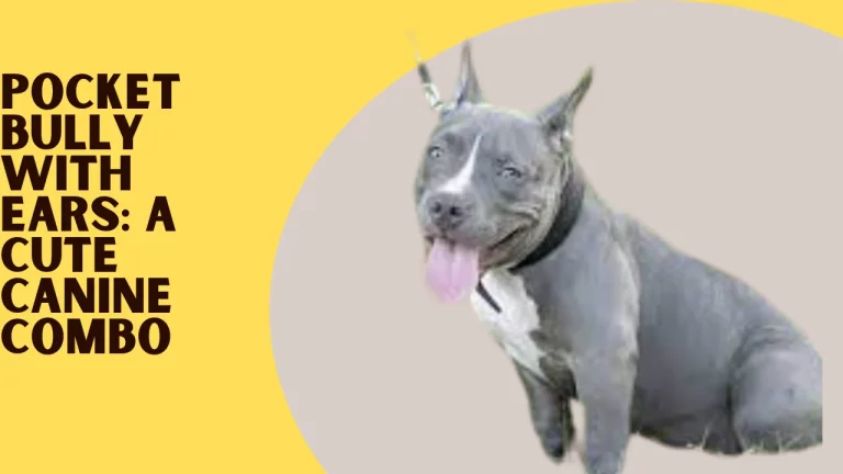 Pocket Bully with Ears: A Cute Canine Combo
