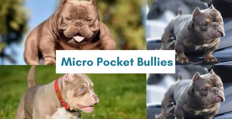 Micro Pocket Bullies: Small in size, big in personality