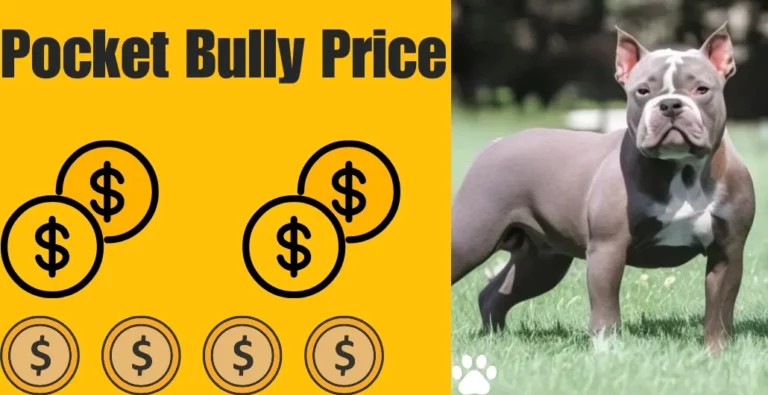 Pocket Bully Price Exposed: What You Never Knew