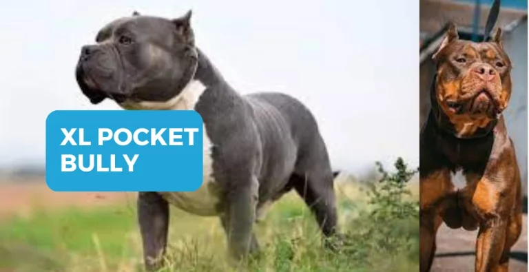 XL Pocket Bully | Will pocket bully dogs be banned?