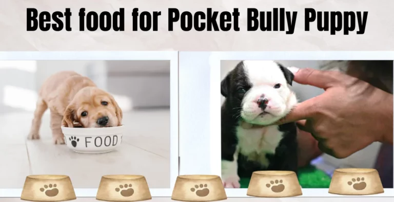 Best food for Pocket Bully Puppy