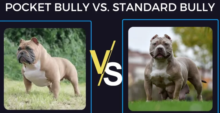 Pocket Bully vs. Standard Bully | Differences of the Bullies