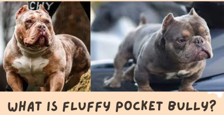 What is Fluffy Pocket Bully? Fluffy Bullies Overview