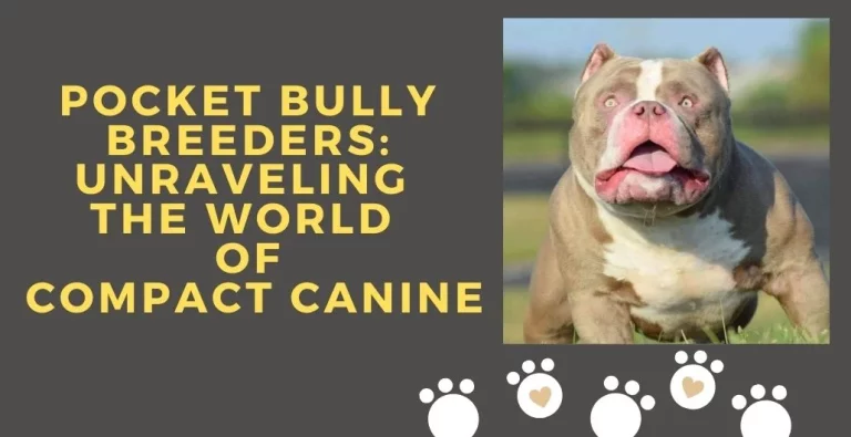 Pocket Bully Breeders: Unraveling the World of Compact Canine