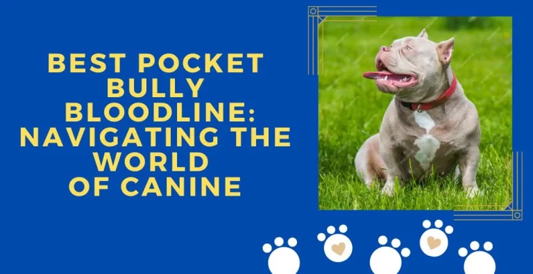 Best Pocket Bully Bloodline: Navigating the World of Canine