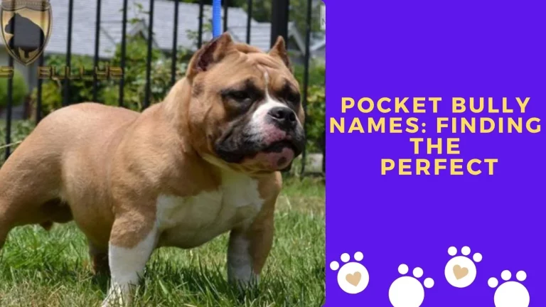 Pocket Bully Names: Finding the Perfect