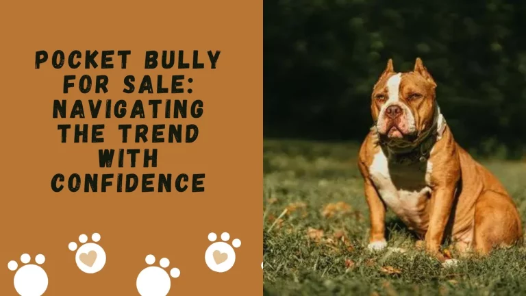 Pocket Bully for Sale: Navigating the Trend with Confidence