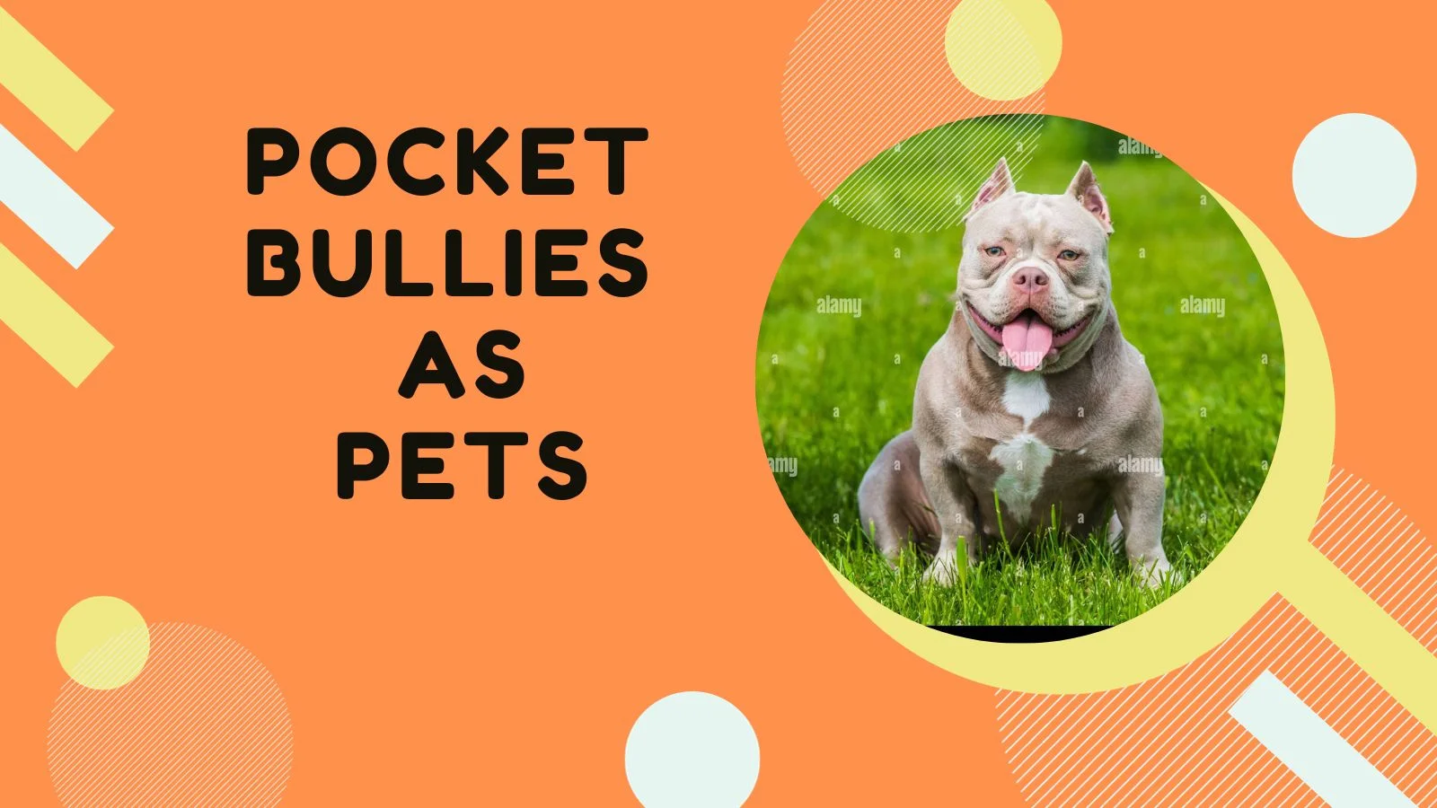 Pocket Bullies as Pets